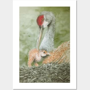 Sandhill crane newcomer Posters and Art